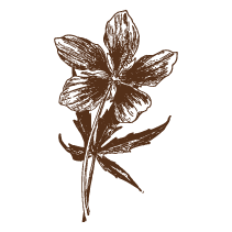 Scarlet Rose Mallow