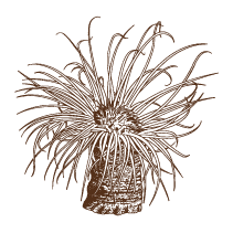 Sea Anemone