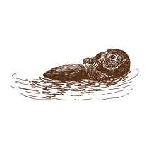 Sea Otter