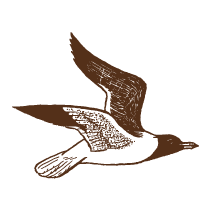 Seagull 1