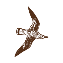 Seagull 2