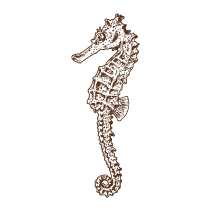 Seahorse 2