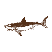 Shark