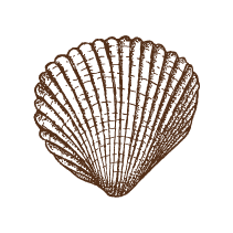 Shell 1