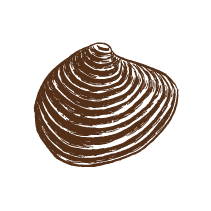 Shell 3