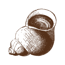 Shell 5