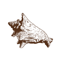 Shell 6