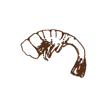 Shrimp 2