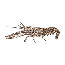 Shrimp