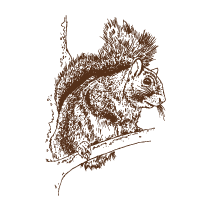 Squirrel 1