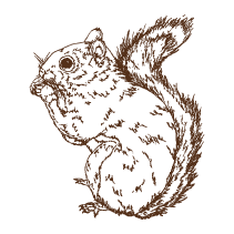 Squirrel 2