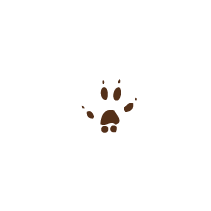 Squirrel Print