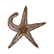 Starfish 2