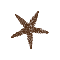 Starfish 1