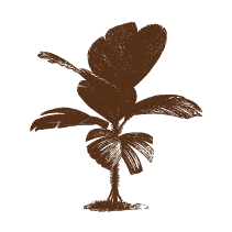 Stilt Palm Tree