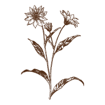 Sunflower 3