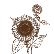 Sunflower 2