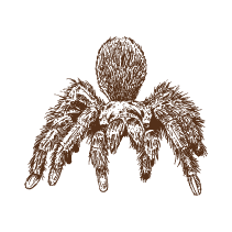 Tarantula