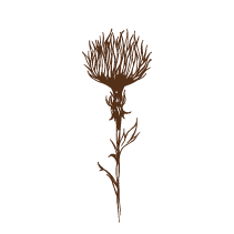 Thistle