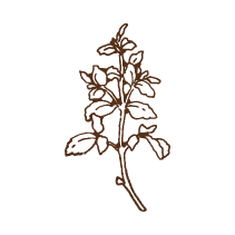 Thyme