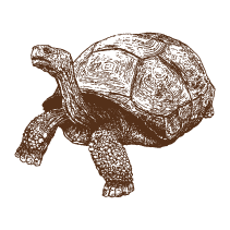 Tortoise