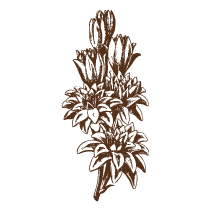 Tuberose