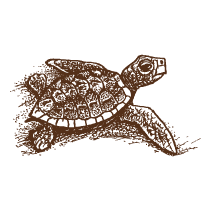 Turtle 1