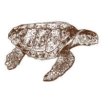 Turtle 2