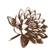Waterlily