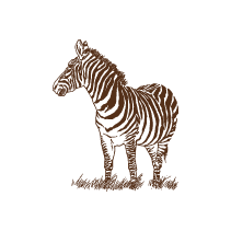 Zebra 1