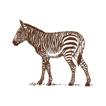 Zebra 2